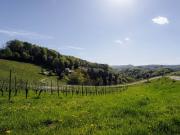 Außergewöhnliche Liegenschaft im Weinparadies Ihre...
