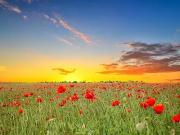 Azay sur Cher 37270 Programme neuf terrain neuf à vendre