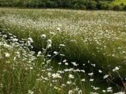 Azay sur Cher Vente Terrain 37