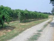 Azienda Agricola 66 ha Viti e Seminativo