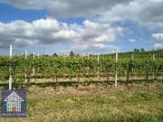 Azienda agricola 72000mq