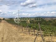 Azienda agricola a pochi passi dal Borgo di Cinigiano,...