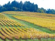 Azienda agricola con vigneti 30 km a sud di Firenze...