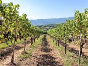 Azienda agricola con villa e piscina in vendita a...