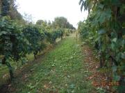 Azienda agricola in vendita a Arezzo