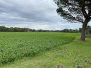 Azienda agricola in vendita a Castiglione Del Lago
