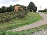 Azienda agricola in vendita a Magliano In Toscana