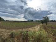 AZIENDA AGRICOLA in VENDITA a MONTALCINO