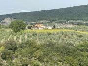 Azienda agricola in vendita a Montecchio