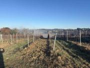 Azienda agricola in vendita a Montespertoli