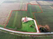 Azienda Agricola in vendita a Mortegliano