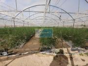 Azienda agricola in vendita a Pachino