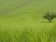 Azienda agricola in vendita a Petritoli