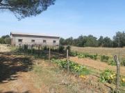Azienda agricola in vendita a Pitigliano