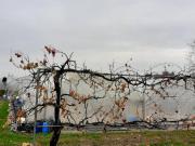 Azienda agricola in vendita a San Benedetto Po