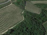 Azienda agricola in vendita a San Miniato