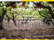 Azienda agricola in vendita a Sant'Ambrogio Di...