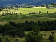 Azienda agricola in vendita a Scansano