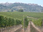 Azienda Vitivinicola Il Nettare 2, Montalcino Toscana