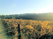 Azienda vitivinicola Morellino di Scansano con...