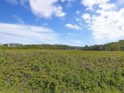 Badger Lane, Brook, 3 Bedroom Detached