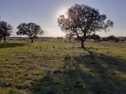 Baldio do Peral e Courela das Caldeiras Cabeça de Carneiro