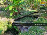 Balik Pulau Durian Orchard With Car Accessible, Water...