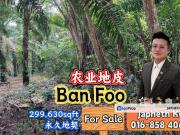 Ban Foo