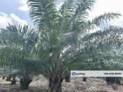 Banting Agricultural with Residential Zoning Land for