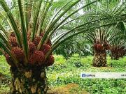 Banting Development Land 78Acres Next Polytechnic