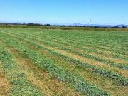 BARATO RANCHO AGRICOLA 27 HECTAREAS EN DOLORES, HIDALGO...