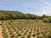 Bastide