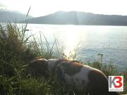 Baugelände Steinbach am Attersee, Österreich