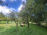 Baugelände zu verkaufen Enzersfeld, Österreich