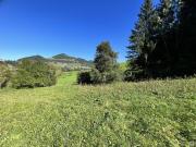 Baugrundstück mit Wald