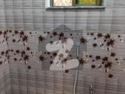 Beautiful 5 Marla House Available For Rent Wapda City... Beautiful 5 Marla House Available For Rent Wapda City...