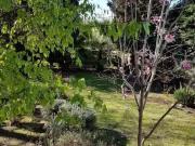 Beautiful backyard at charming house! One bedroom and...