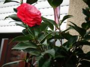 DA GENNAIO/FEBBRAIO 2026 BELLISSIMA E GRANDE STANZA...