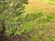 Bénesse Maremne Vente Terrain 40