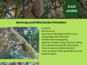 Bentong Durian