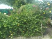 BF Homes Paranaque Vacant Lot for Sale