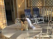 Bilocale arredato con terrazzo Lido centro ovest