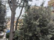 Bilocale Boccea, torrevecchia, pineta sacchetti, selva...