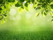 Biscarrosse Vente Terrain 40