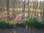 Bois et terrain constructible