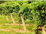 Bonita bodega en venta de 275 hectareas