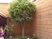 Bonita casa con Vigilancia!