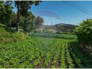 Braga Braga 92430832