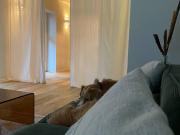 Bright & perfect suite in Offenbach am Main