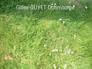 Broglie 27270 Achat / Vente terrain